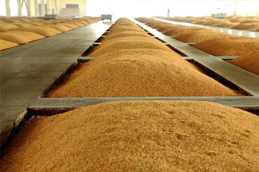 Hebei Yuwei Biotechnology Co.,Ltd.